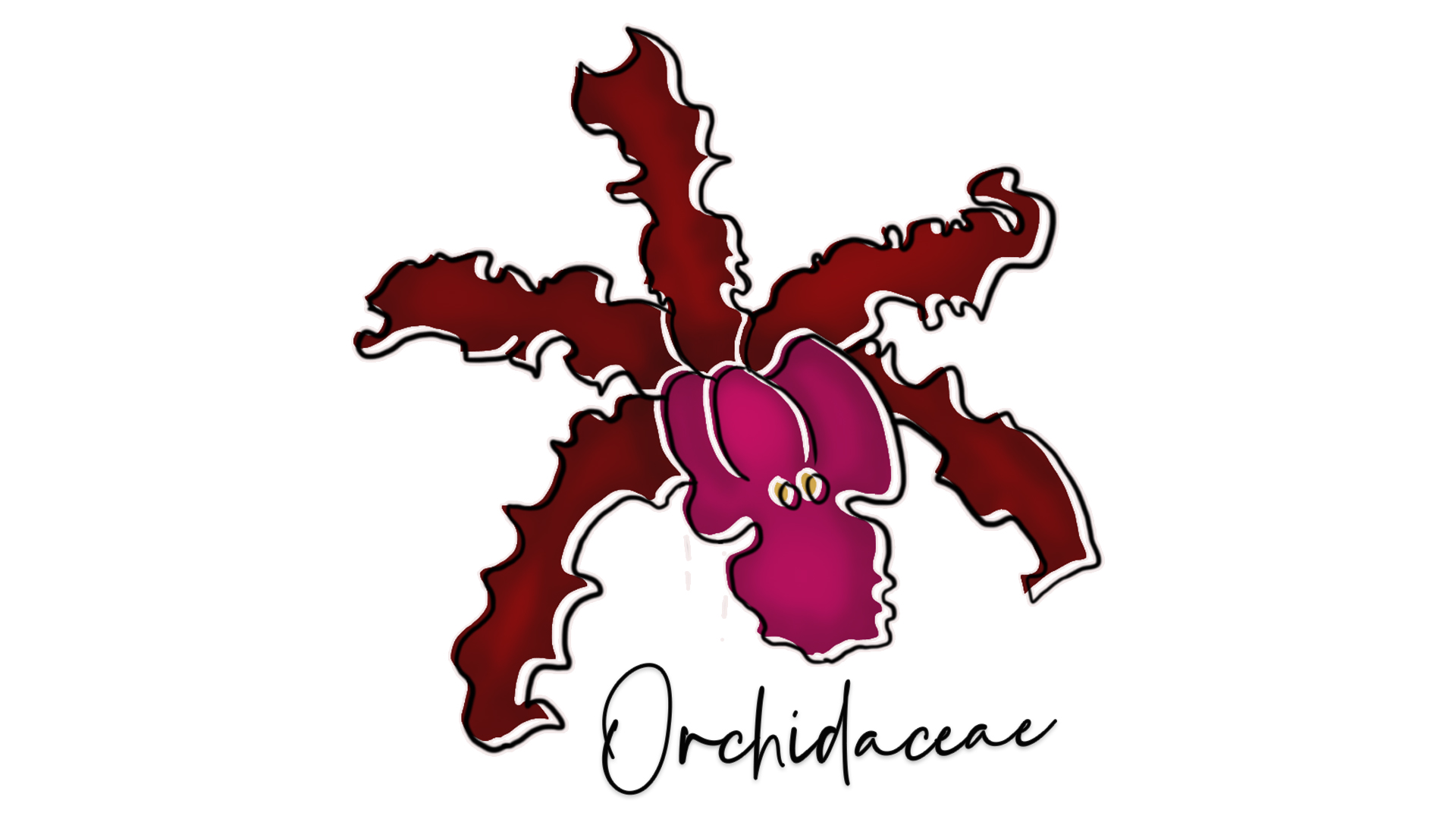 Orchidaceae